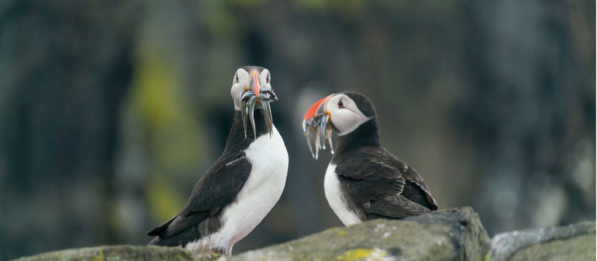 Atlantic Puffins colonies are found throughout the islands