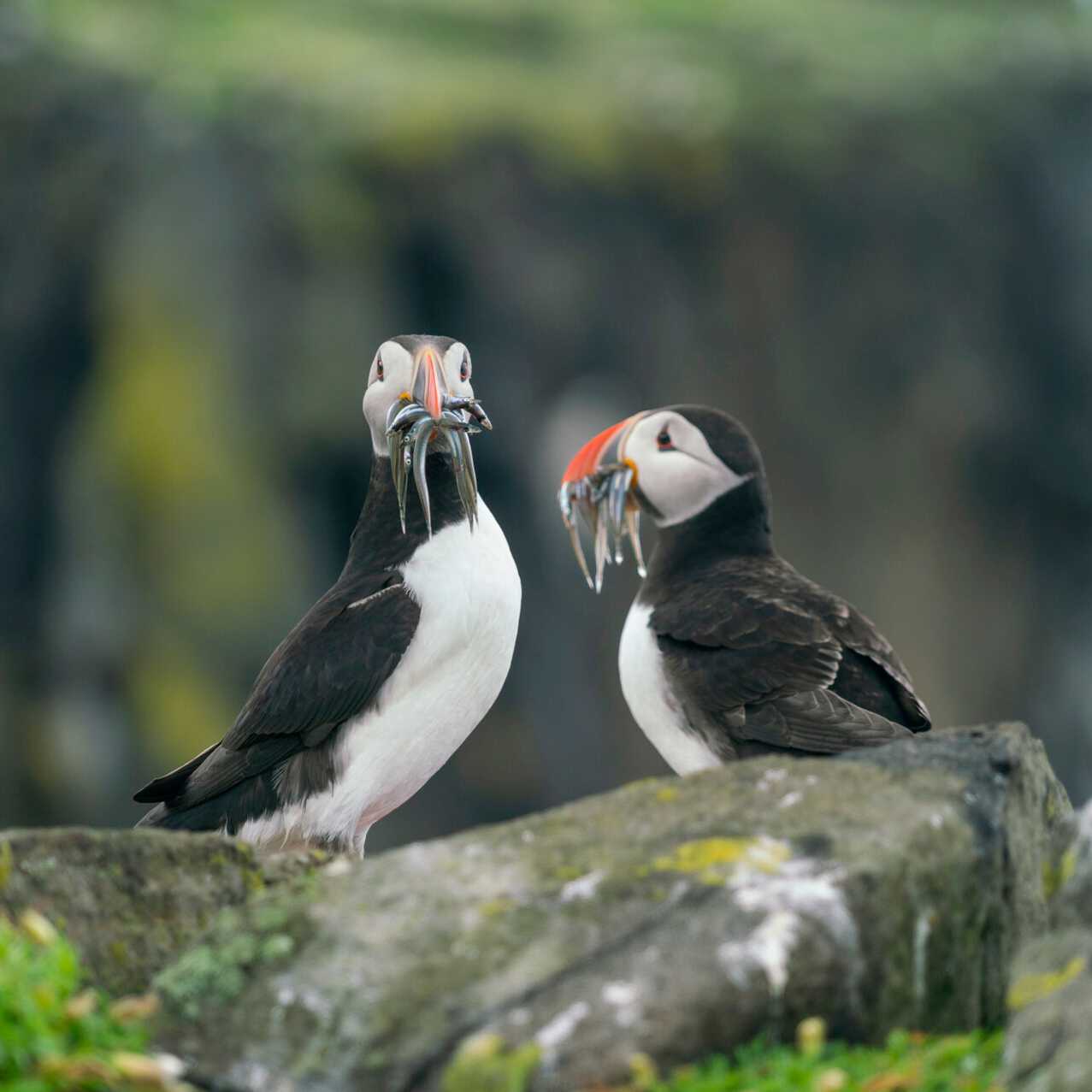 Atlantic Puffins colonies are found throughout the islands