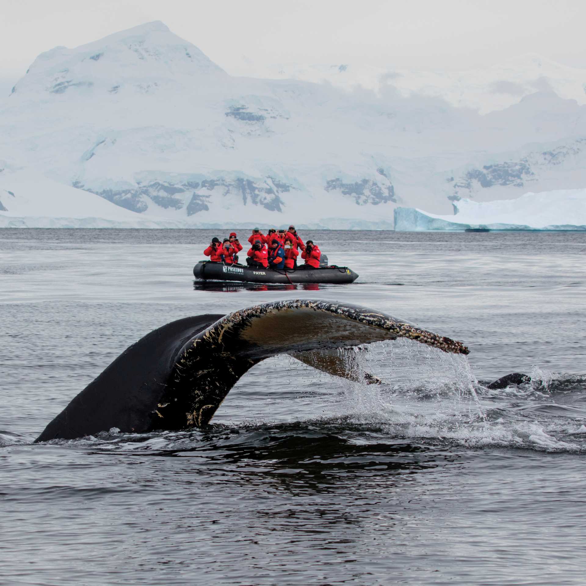 A humpback whale prepares to fluke in Antarctica | Holger Leue