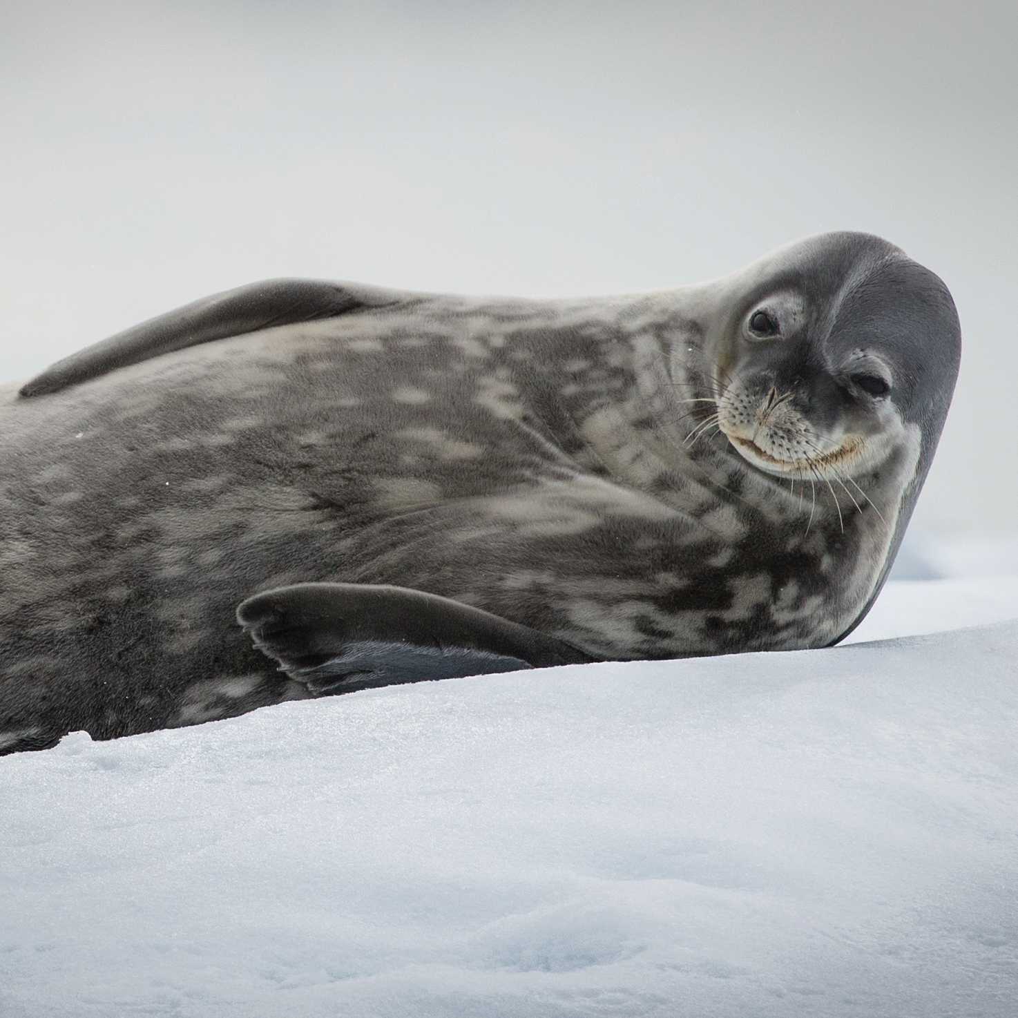 Weddell Seal relaxes in Antarctica | Tavish Campbell