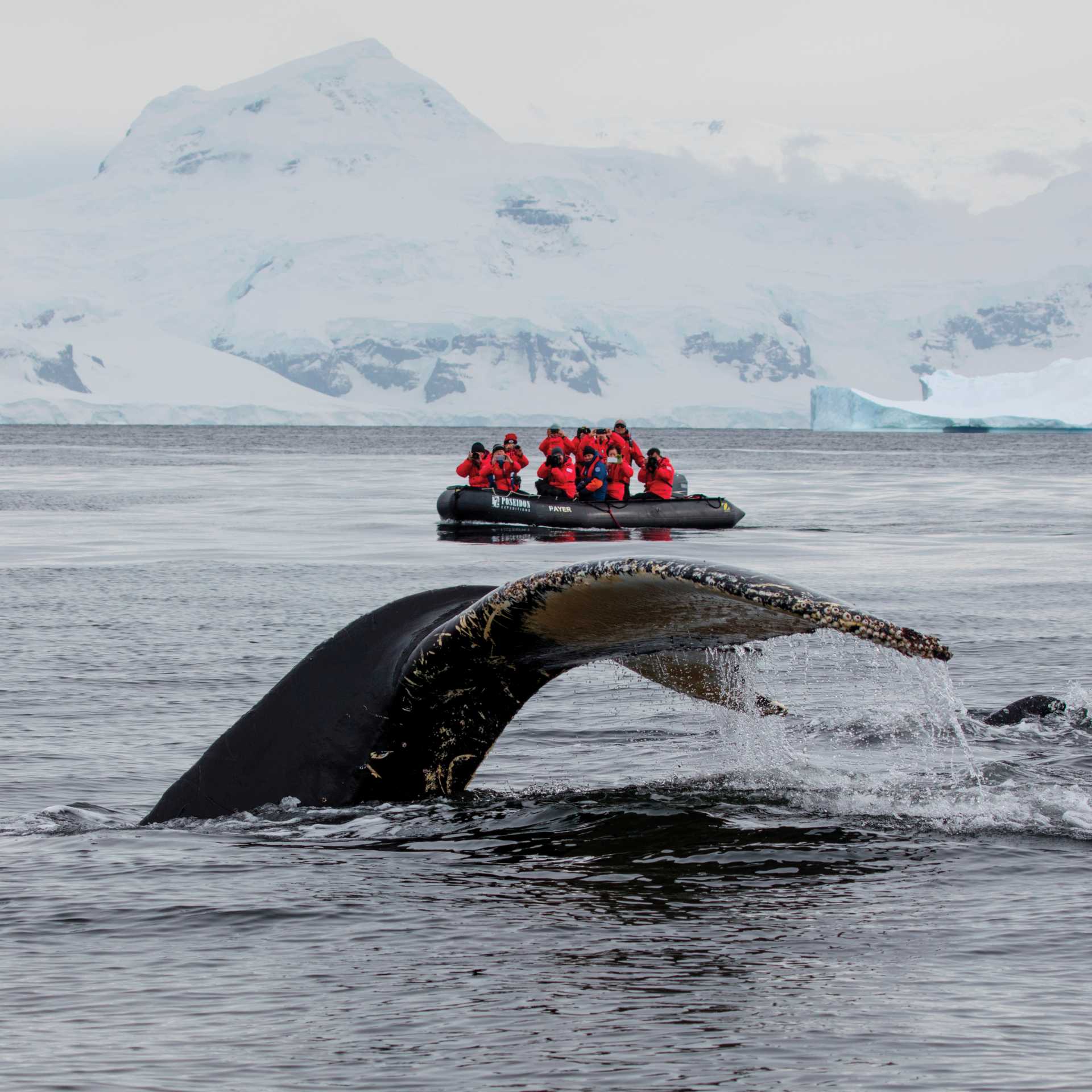 A humpback whale prepares to fluke in Antarctica | Holger Leue