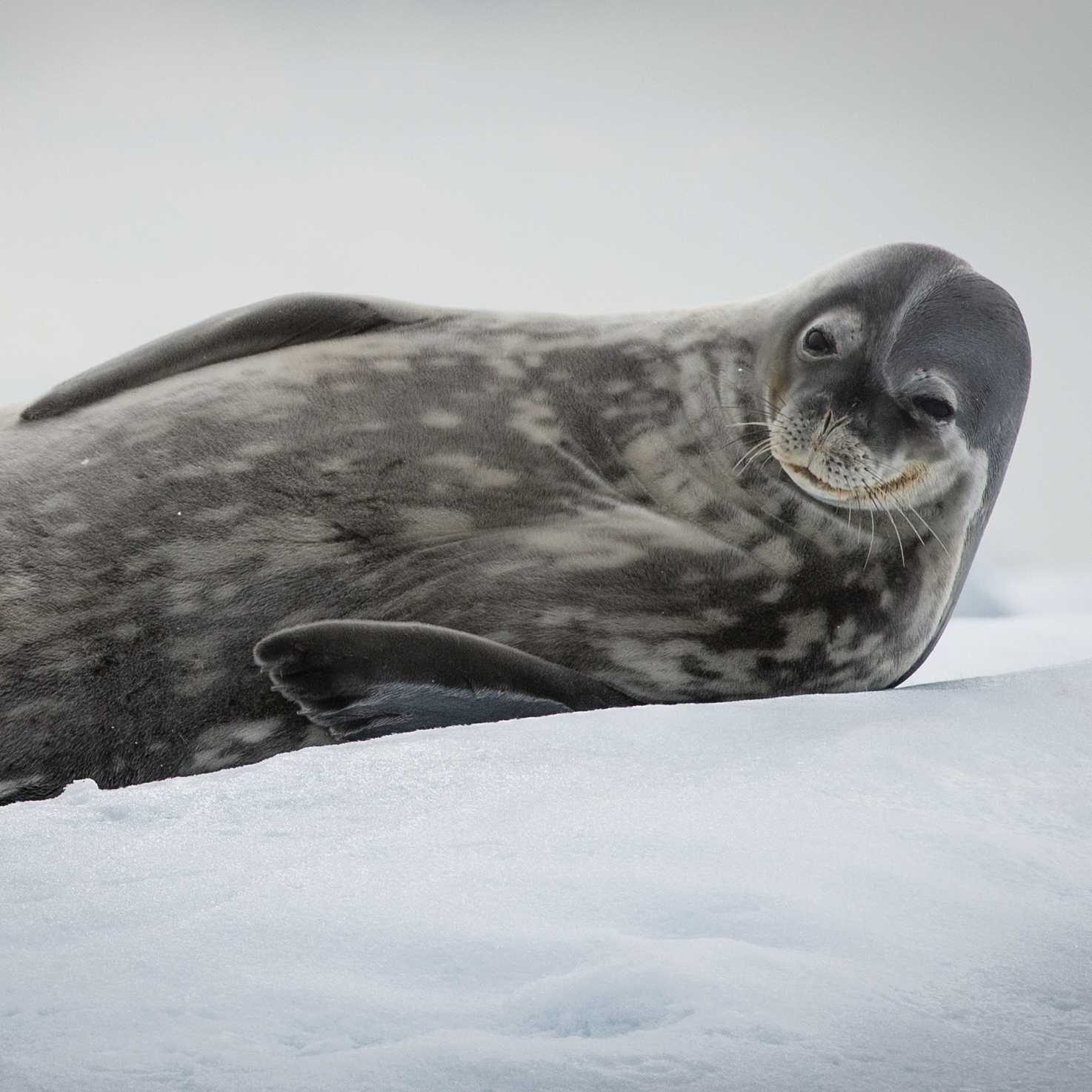 Weddell Seal relaxes in Antarctica | Tavish Campbell