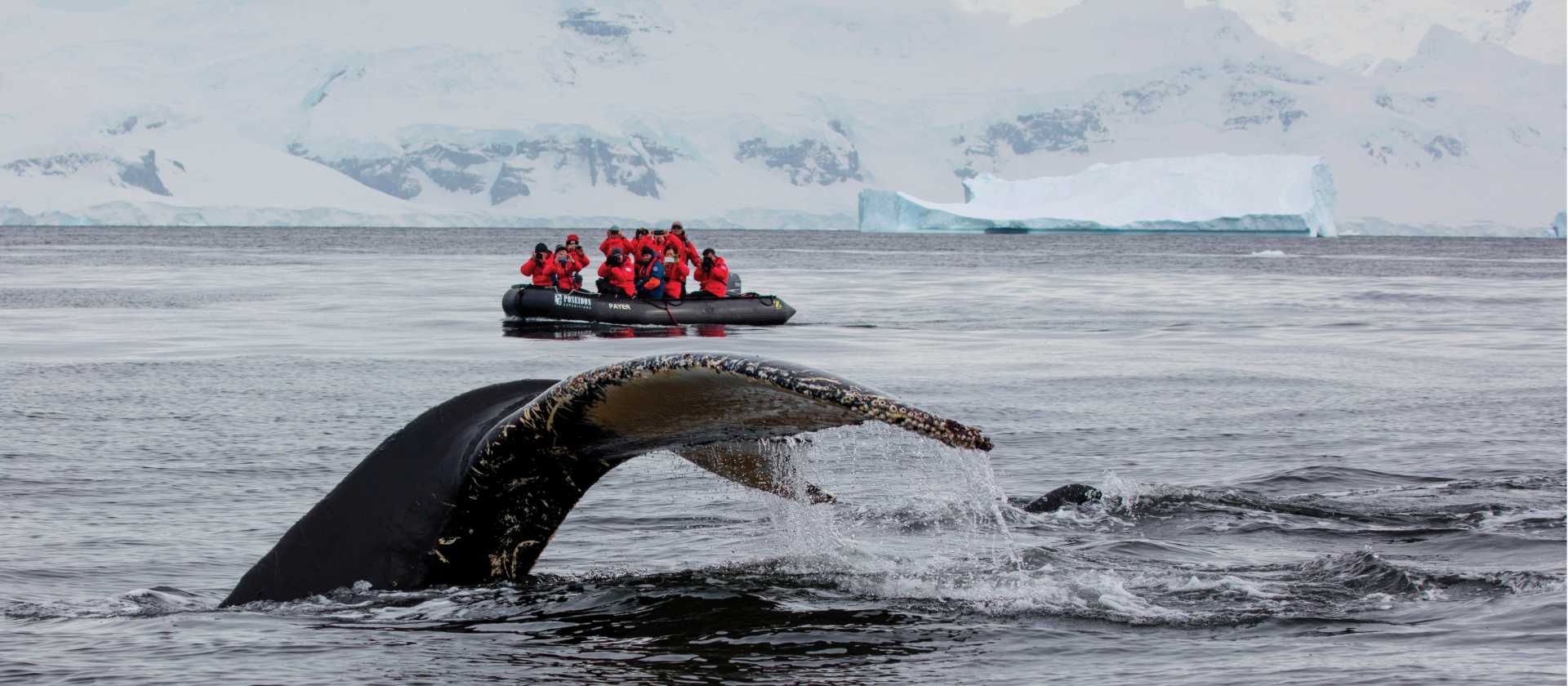 A humpback whale prepares to fluke in Antarctica | Holger Leue