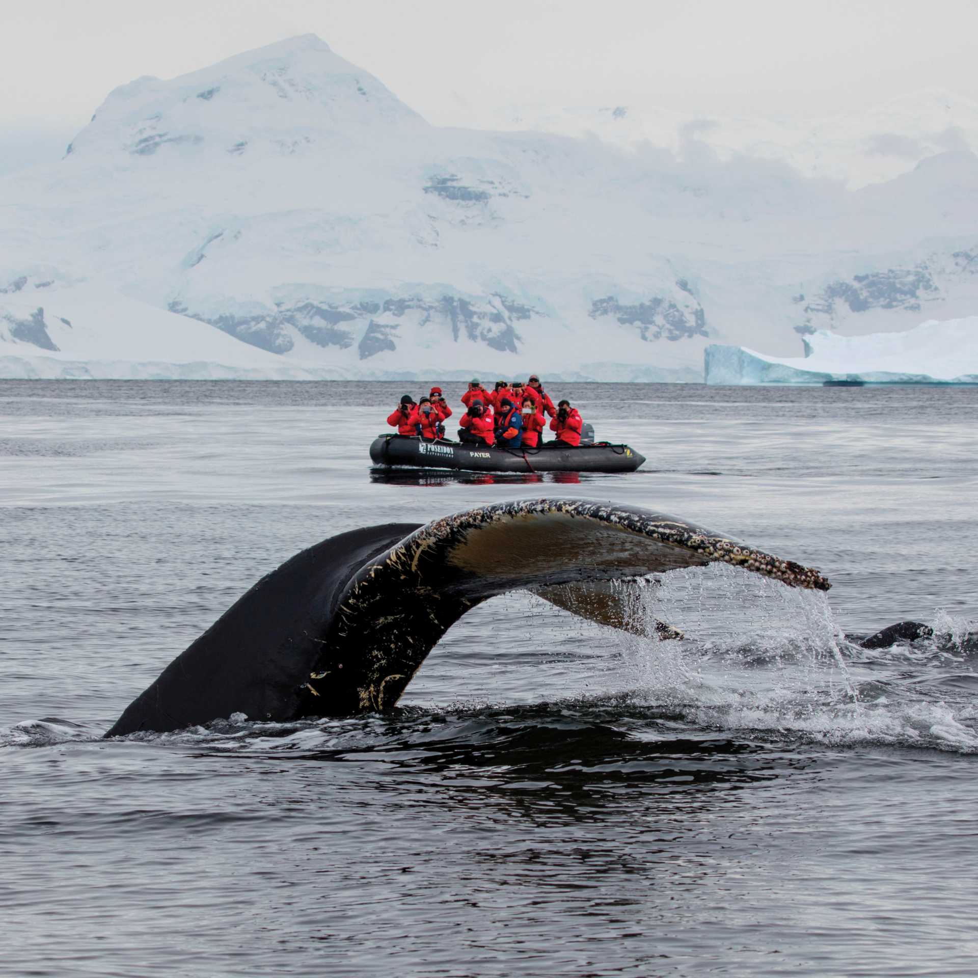 A humpback whale prepares to fluke in Antarctica | Holger Leue