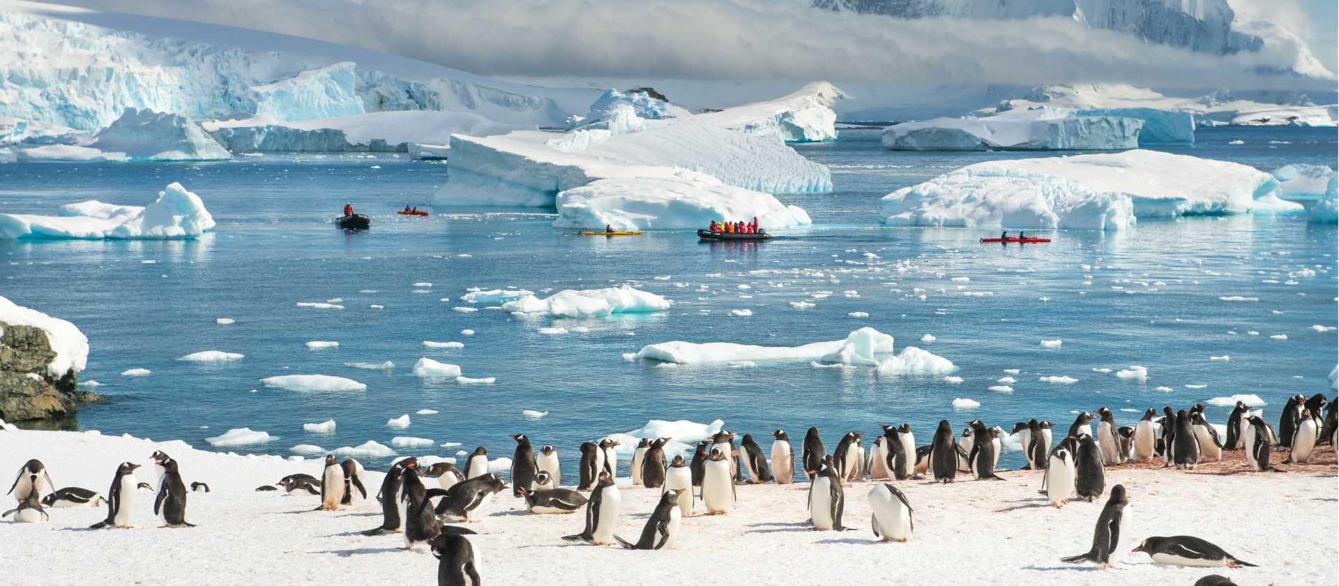 Gentoo penguin colony in Antarctica | Anthony Smith