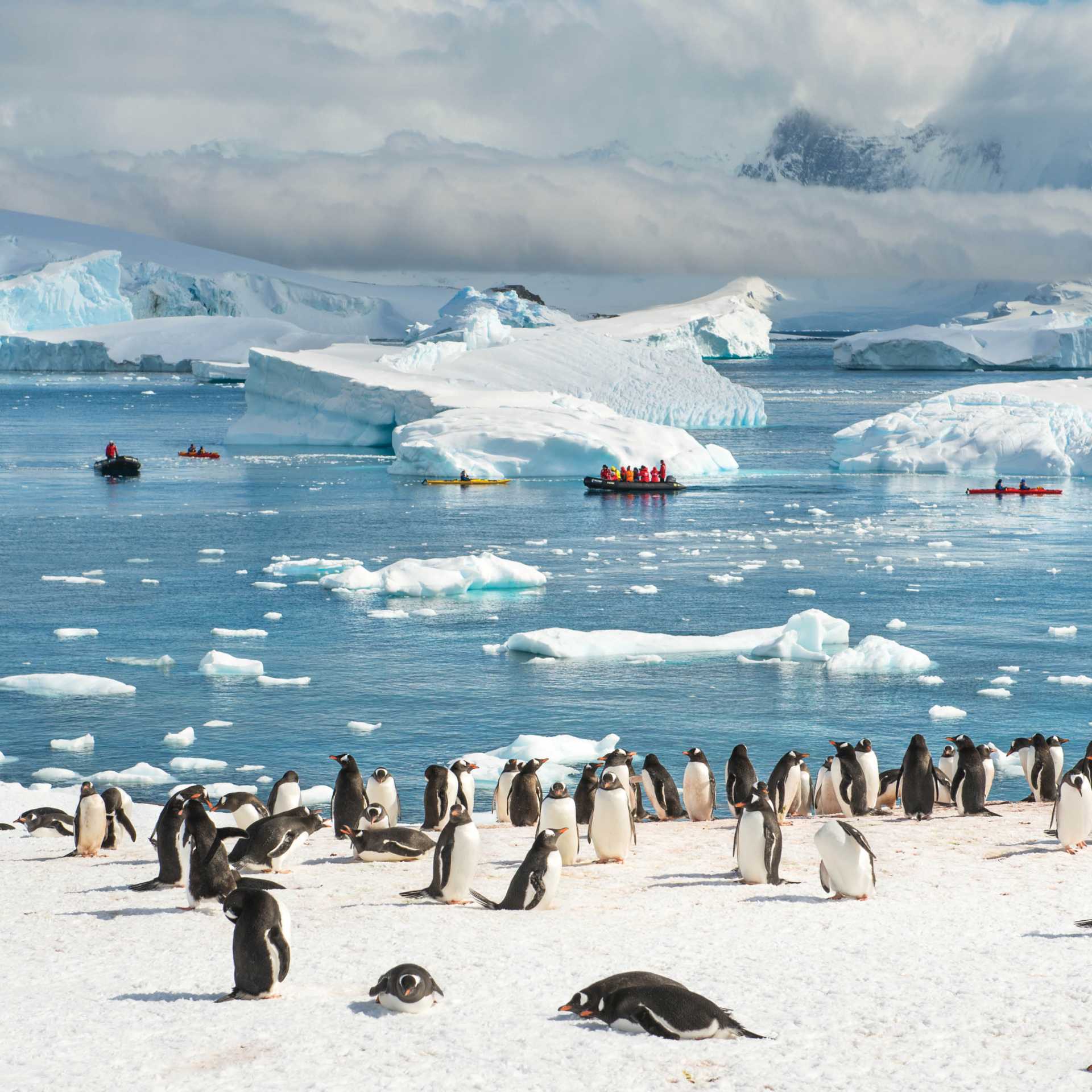 Gentoo penguin colony in Antarctica | Anthony Smith