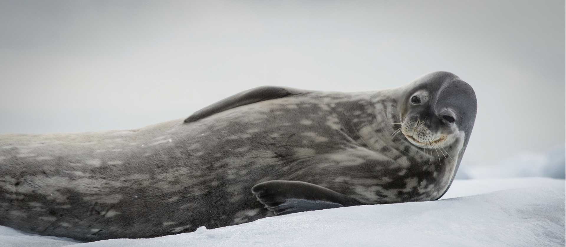 Weddell Seal relaxes in Antarctica | Tavish Campbell