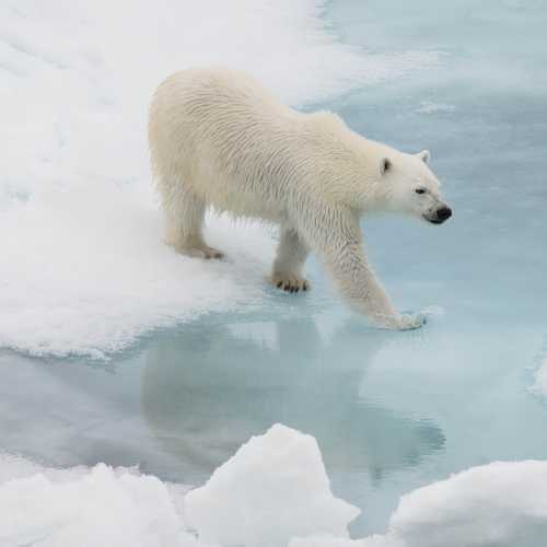 A polar bear crosses the ice