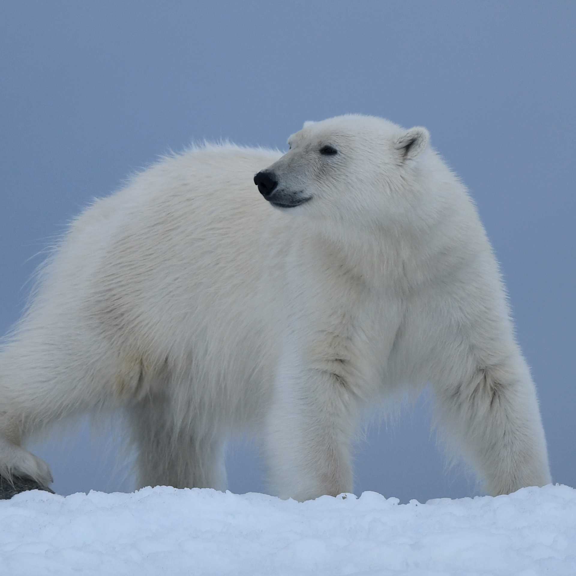 A Polar Bear prowls on Svalbard | Page Chichester