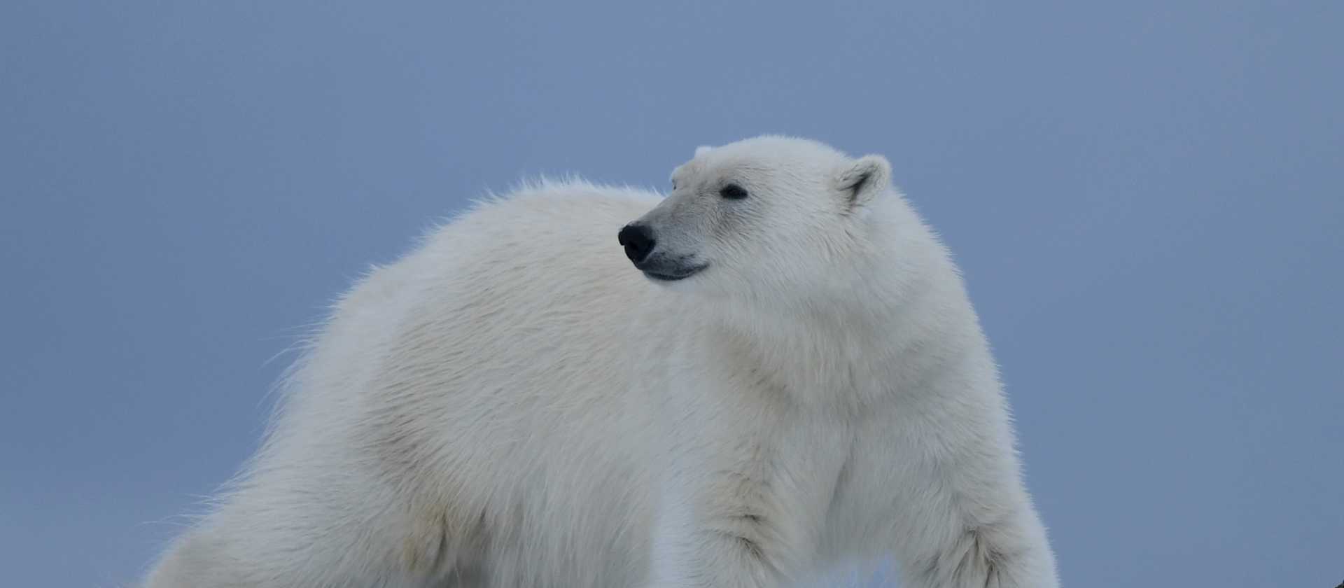 A Polar Bear prowls on Svalbard | Page Chichester
