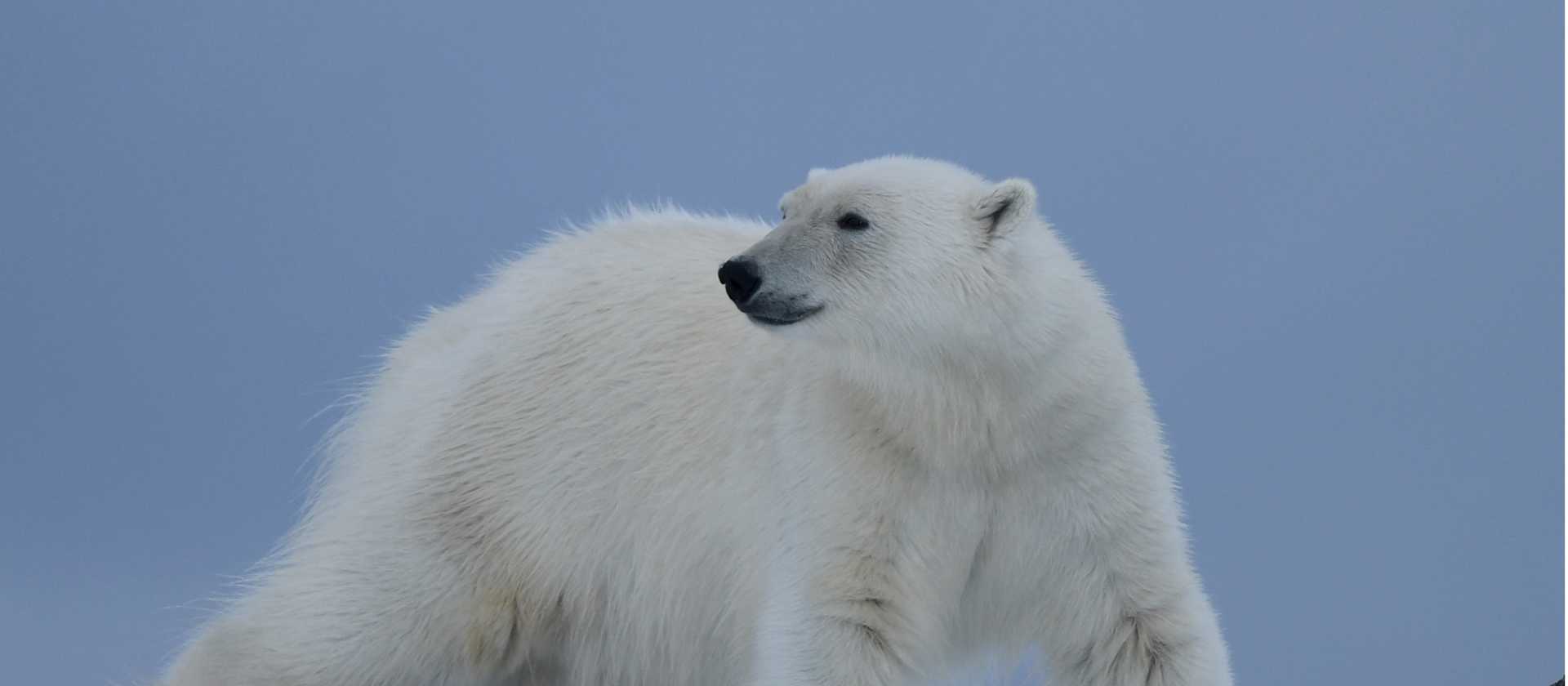 A Polar Bear prowls on Svalbard | Page Chichester