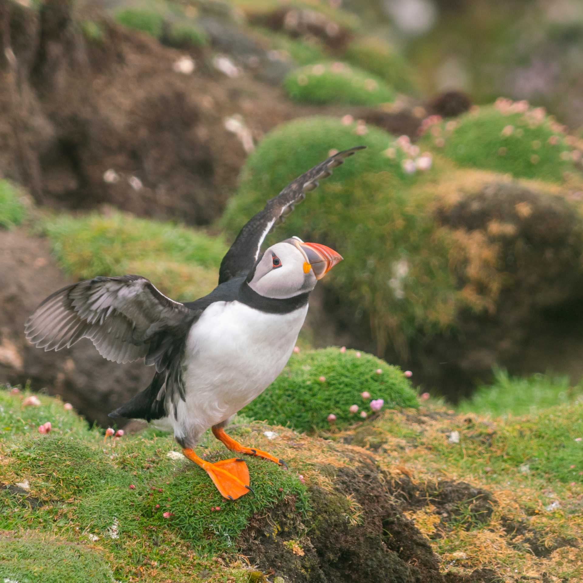 Prolific birdlife including Atlantic puffins are found on Fair Isle in the Shetlands | Olga Parshina