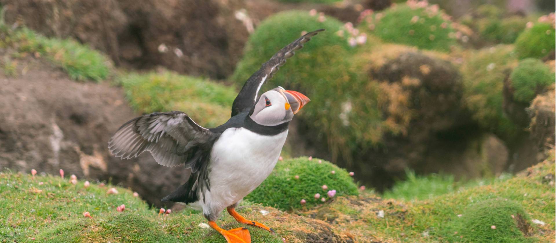 Prolific birdlife including Atlantic puffins are found on Fair Isle in the Shetlands | Olga Parshina