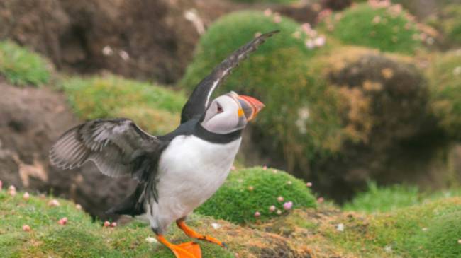 Prolific birdlife including Atlantic puffins are found on Fair Isle in the Shetlands | Olga Parshina
