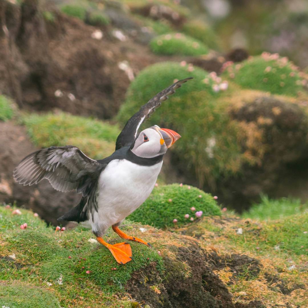 Prolific birdlife including Atlantic puffins are found on Fair Isle in the Shetlands | Olga Parshina