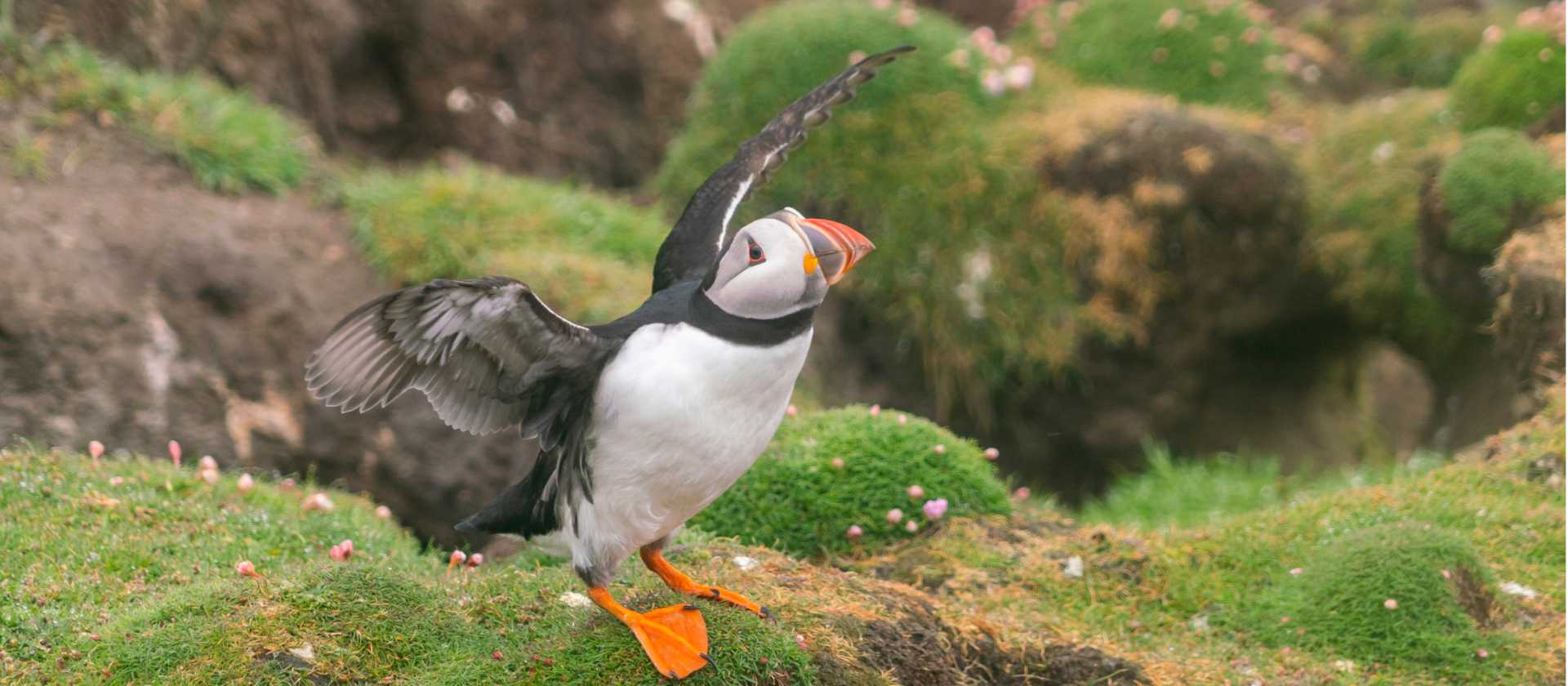 Prolific birdlife including Atlantic puffins are found on Fair Isle in the Shetlands | Olga Parshina