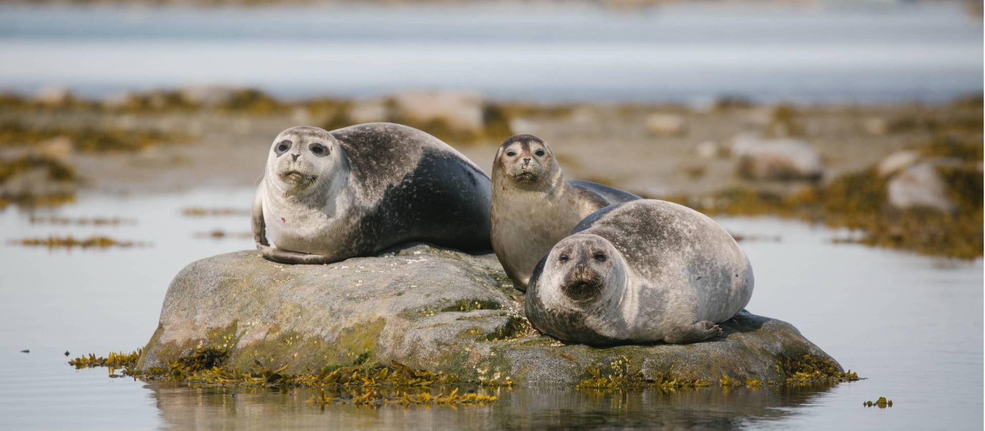 Seals around Svalbard | John Bozinov