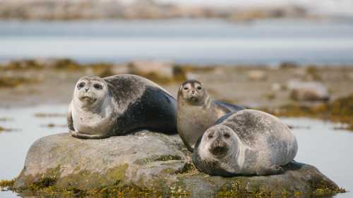 Seals around Svalbard | John Bozinov