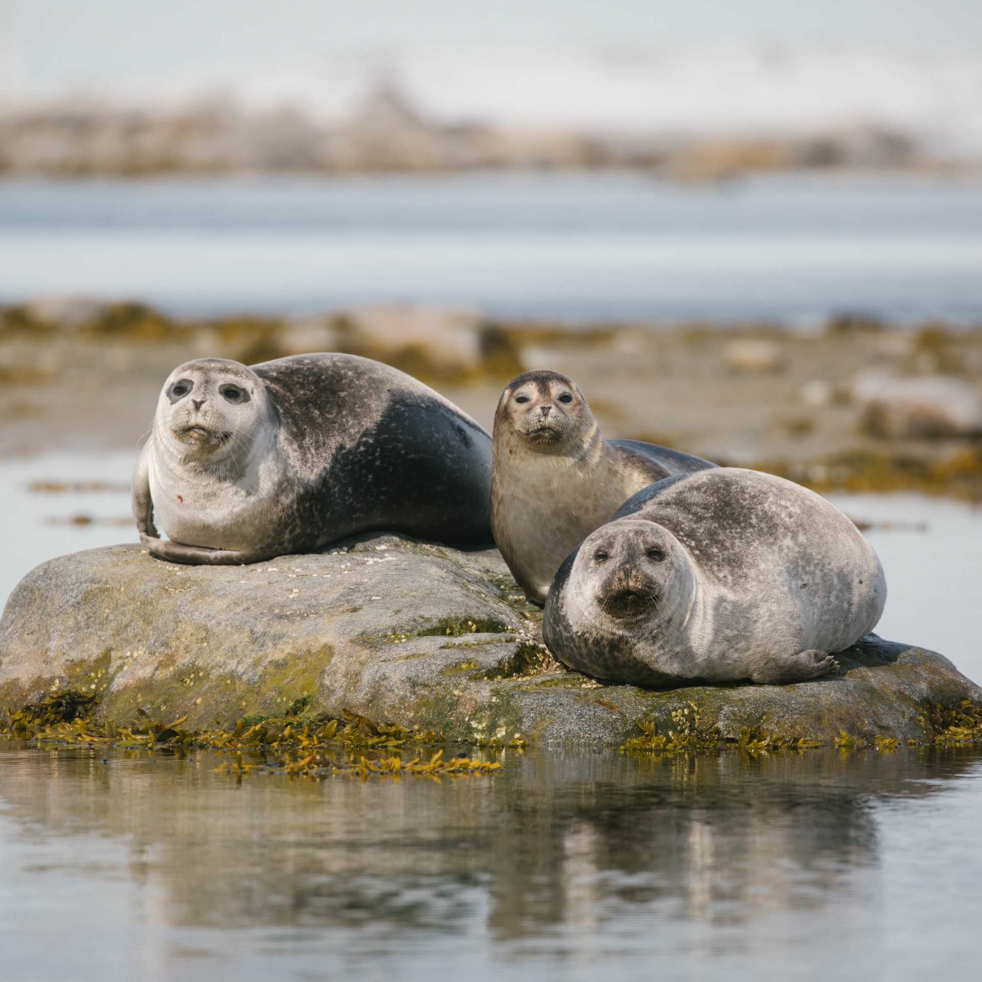 Seals around Svalbard | John Bozinov