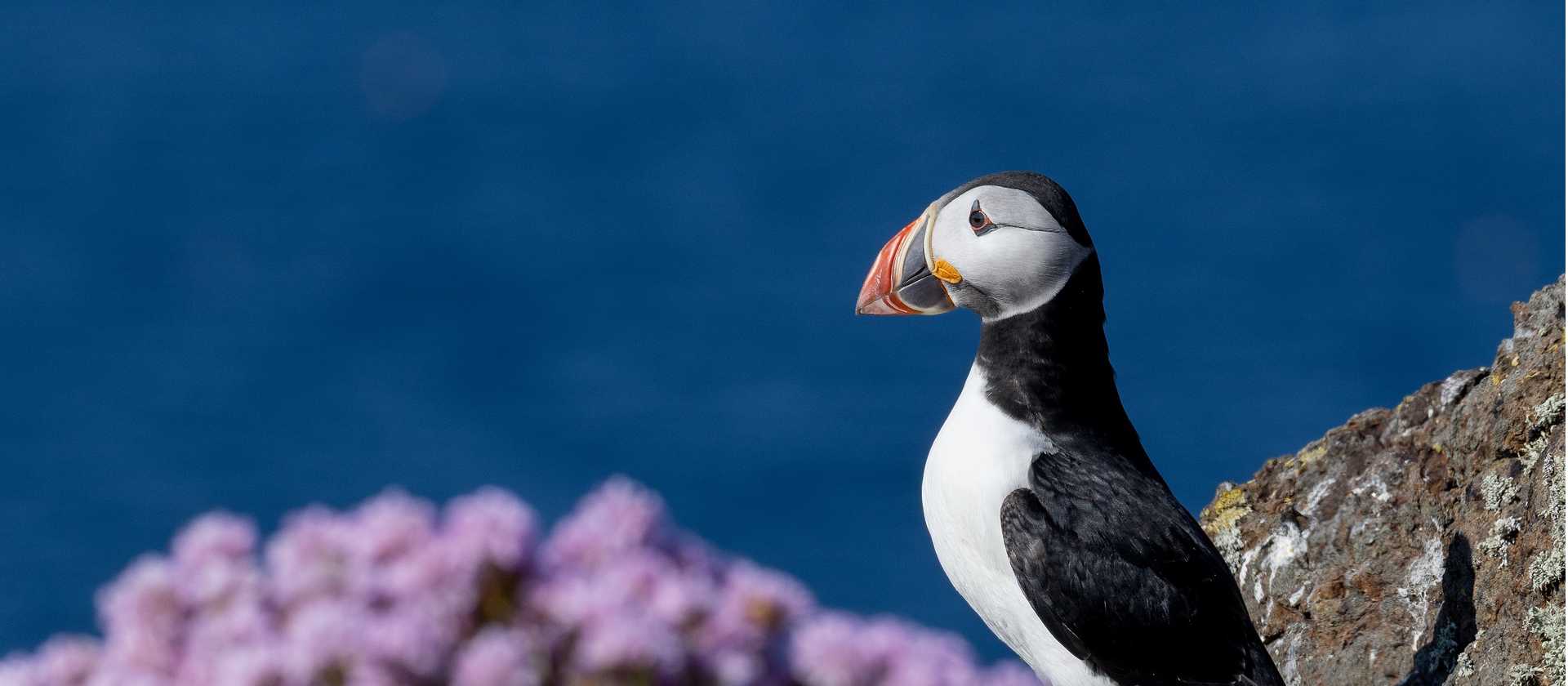 Atlantic Puffins colonies are found throughout the islands | Piet van den Bemd