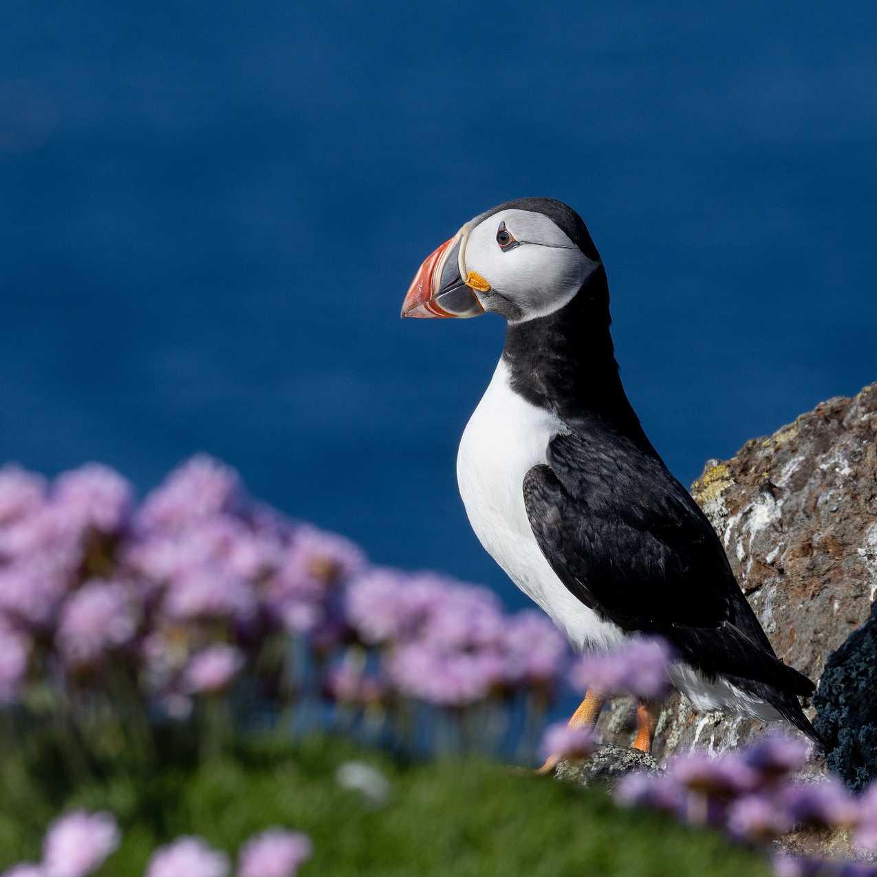 Atlantic Puffins colonies are found throughout the islands | Piet van den Bemd
