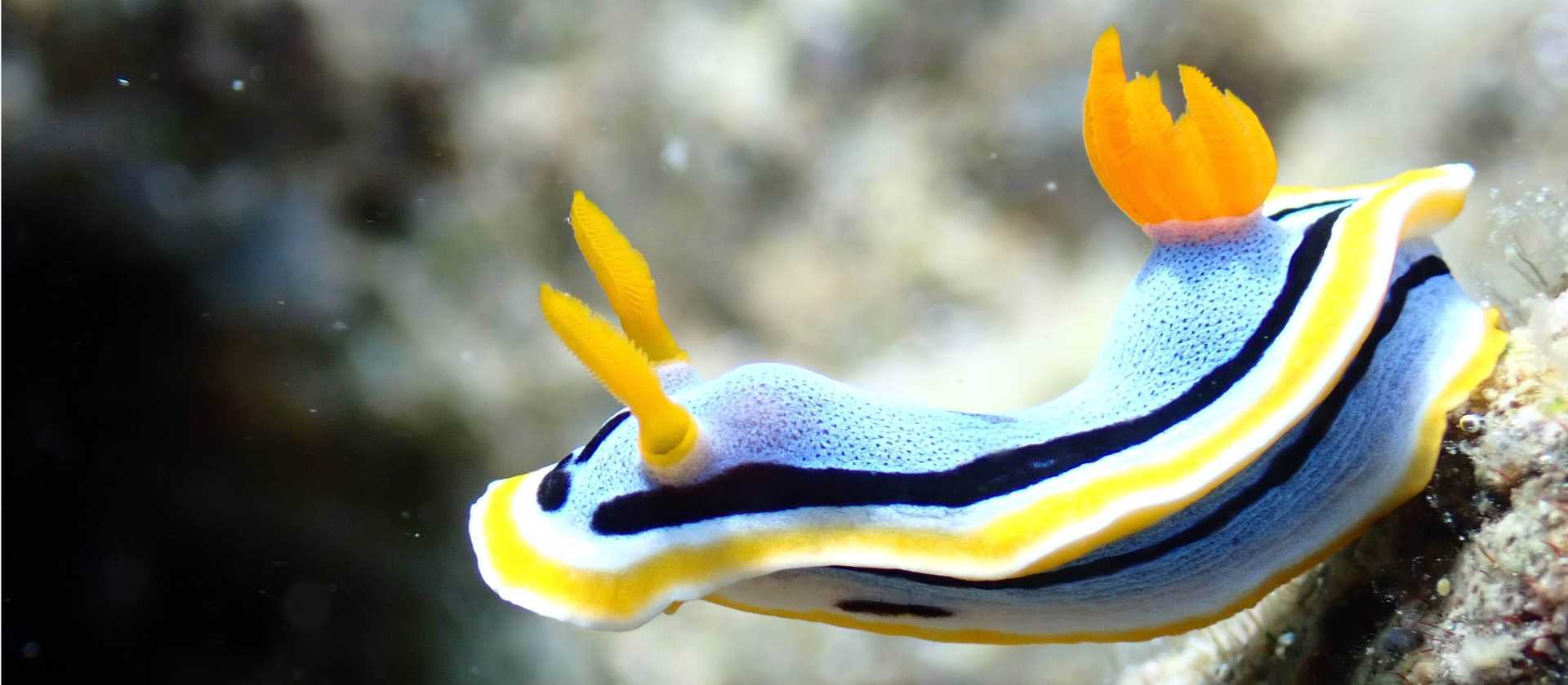 A brightly coloured Nudibranch