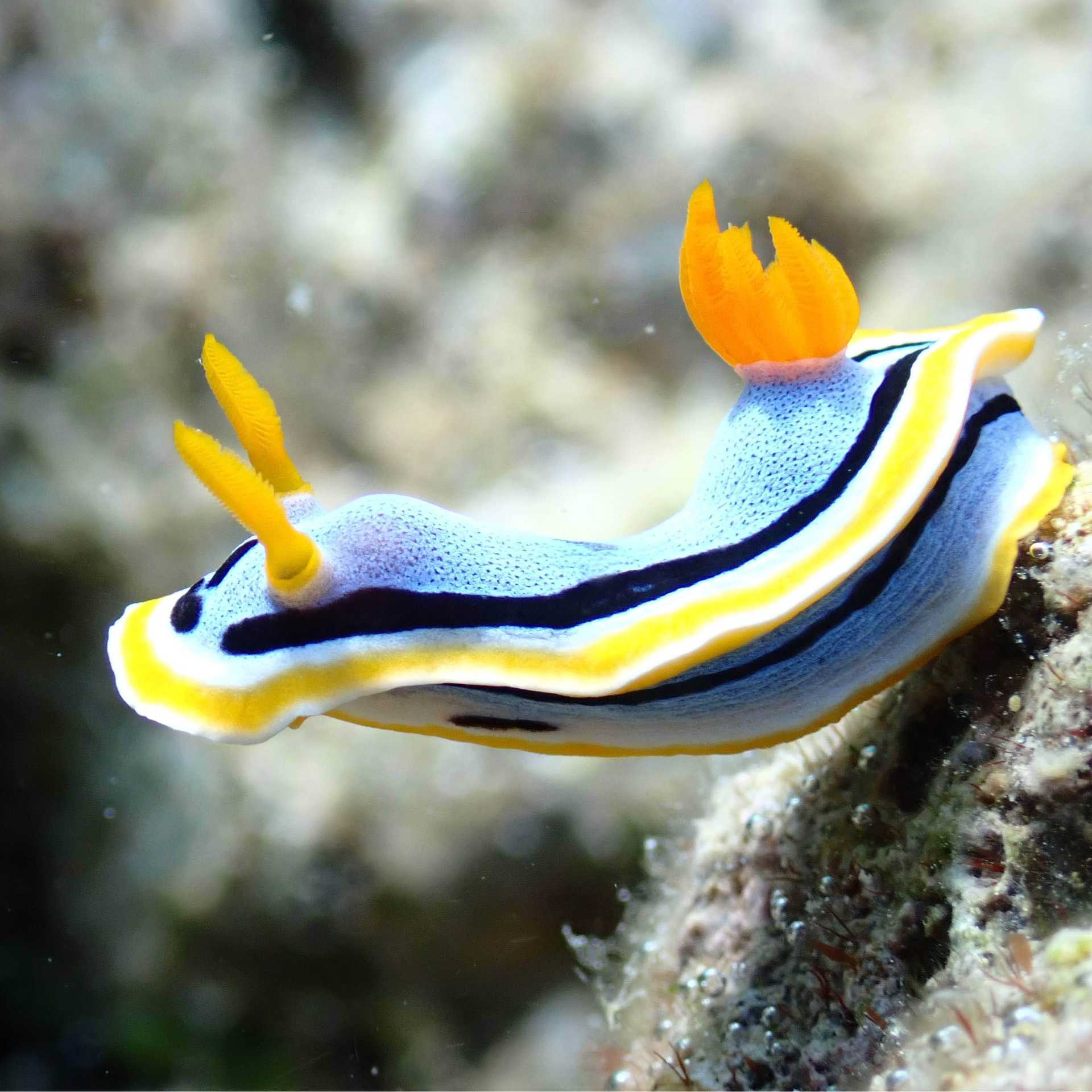 A brightly coloured Nudibranch