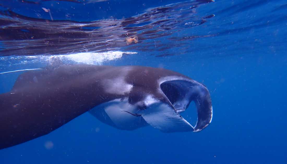 A majestic Manta Ray