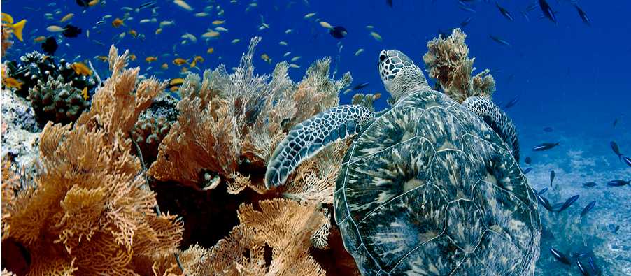 Swimming with turtles