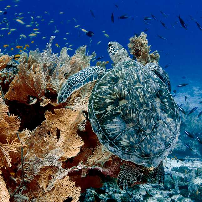 Swimming with turtles