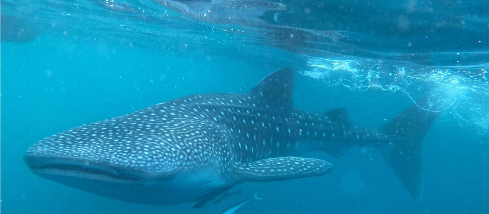 The gigantic and gentle whale shark