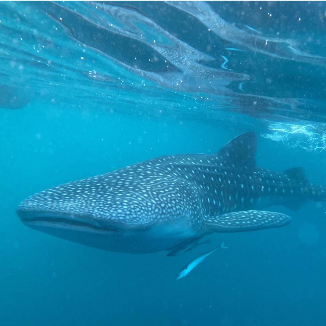 The gigantic and gentle whale shark