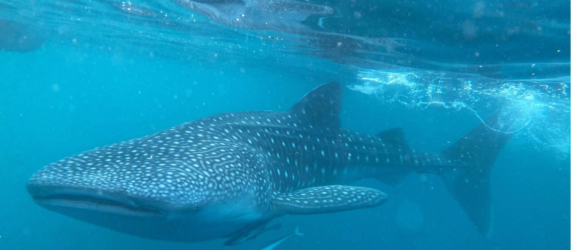 The gigantic and gentle whale shark