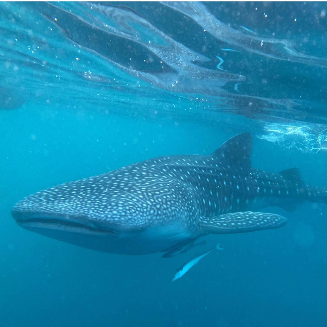 The gigantic and gentle whale shark