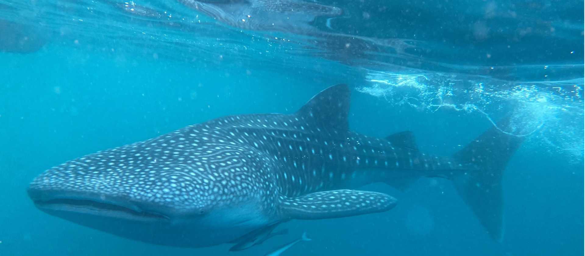 The gigantic and gentle whale shark