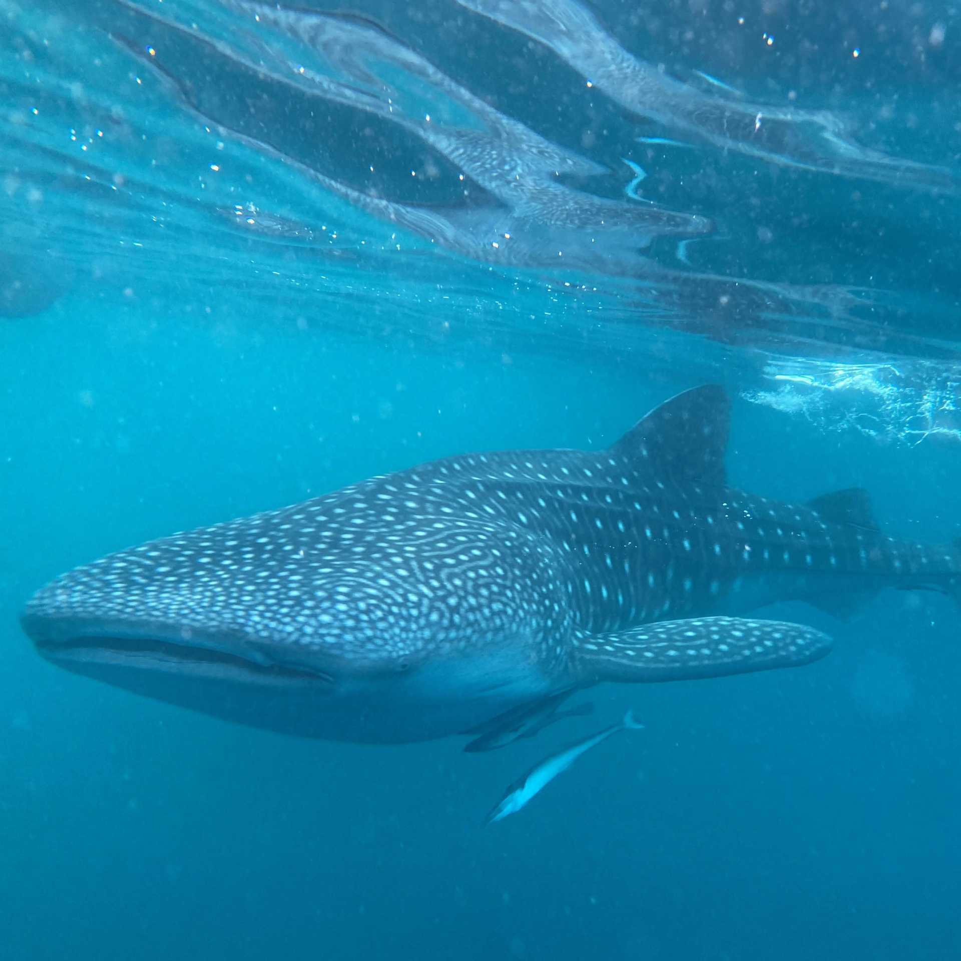 The gigantic and gentle whale shark