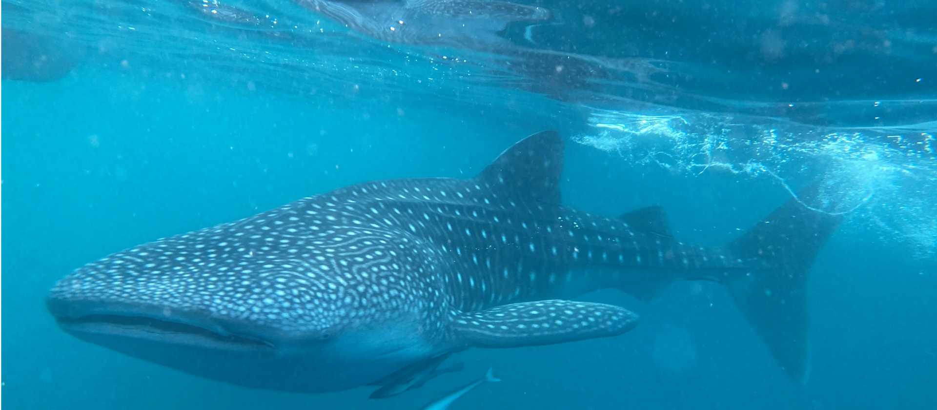 The gigantic and gentle whale shark