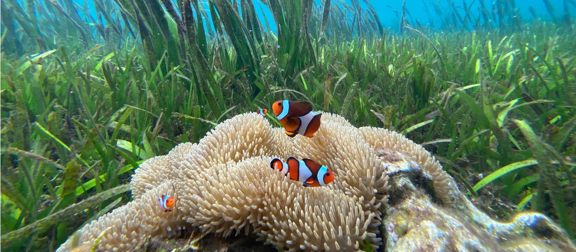 Clown Fish dart around the coral