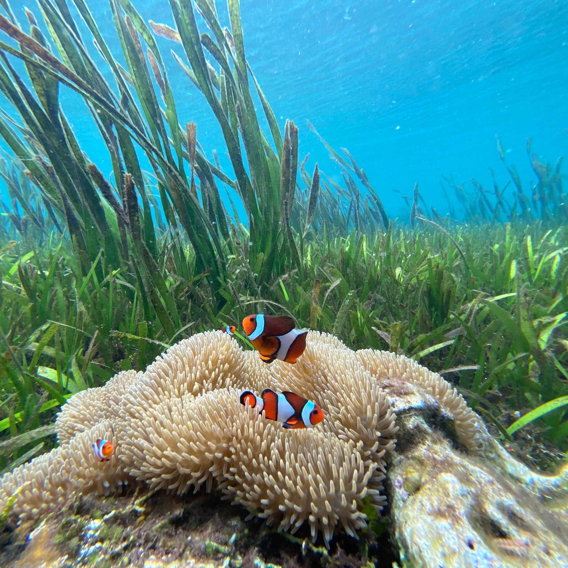 Clown Fish dart around the coral