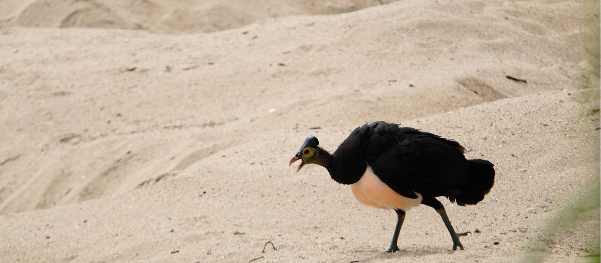 The flightless Maleo