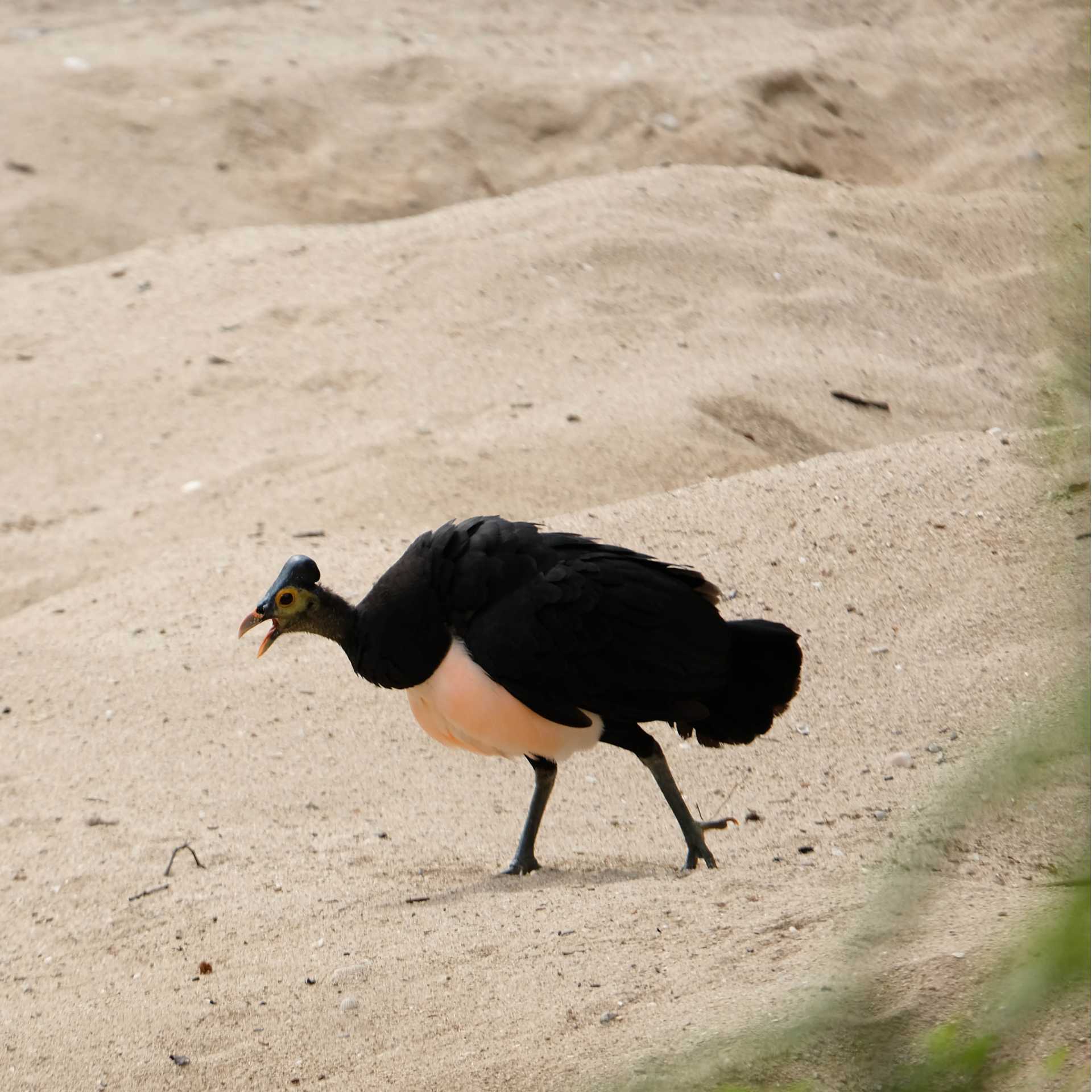 The flightless Maleo