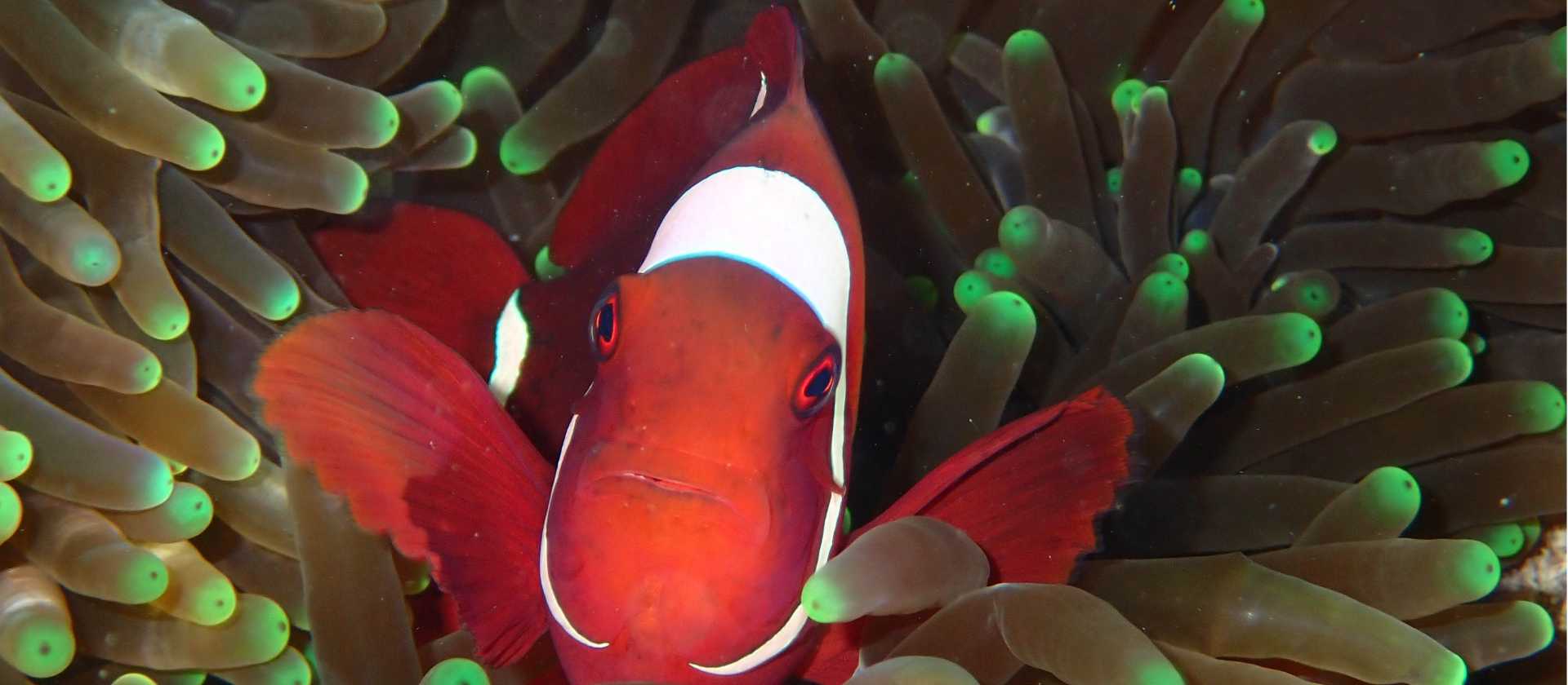 The colourful world of coral