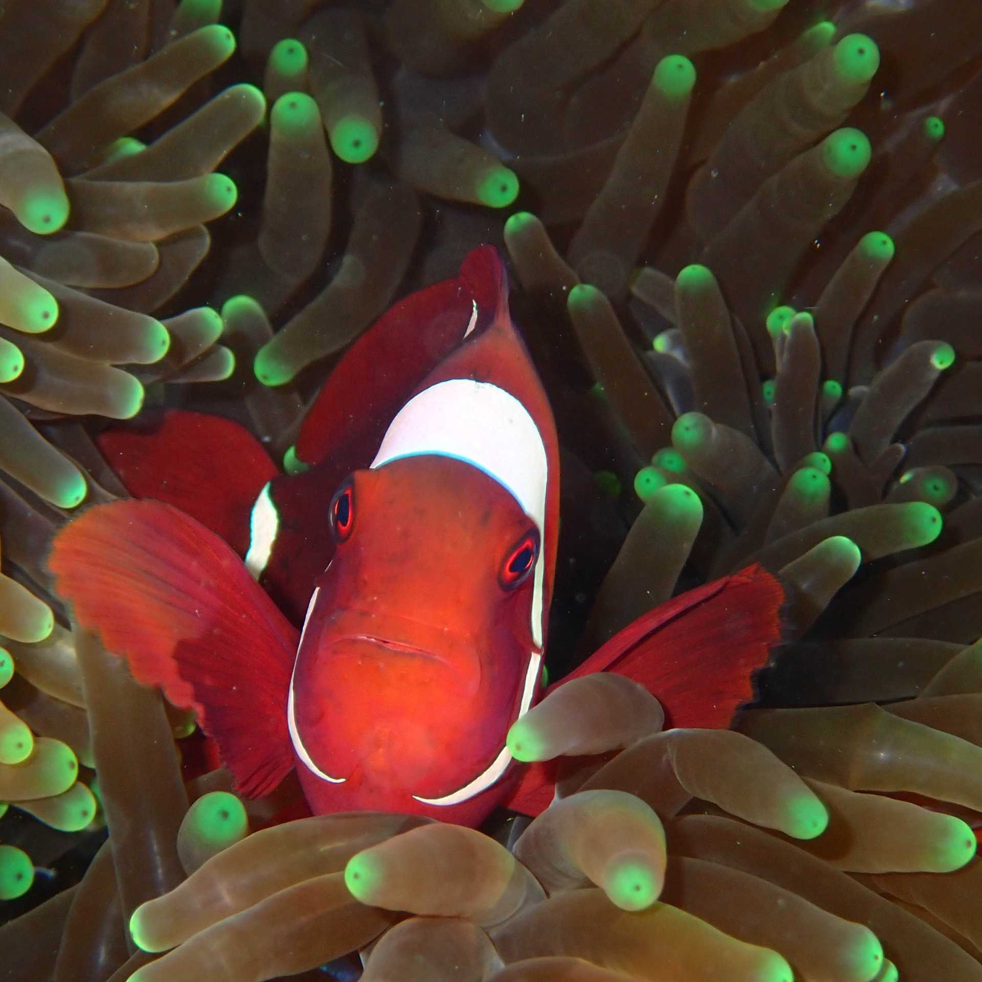 The colourful world of coral