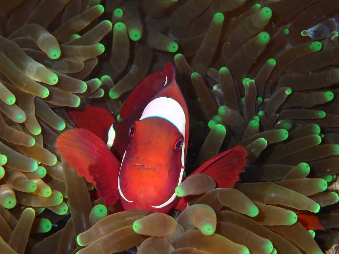 The colourful world of coral