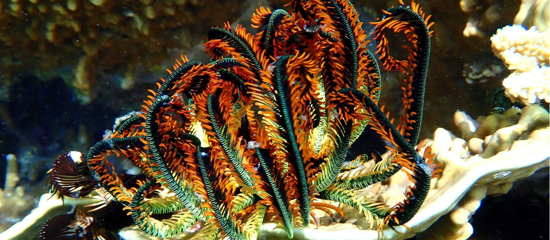 The incredible corals of Indonesia