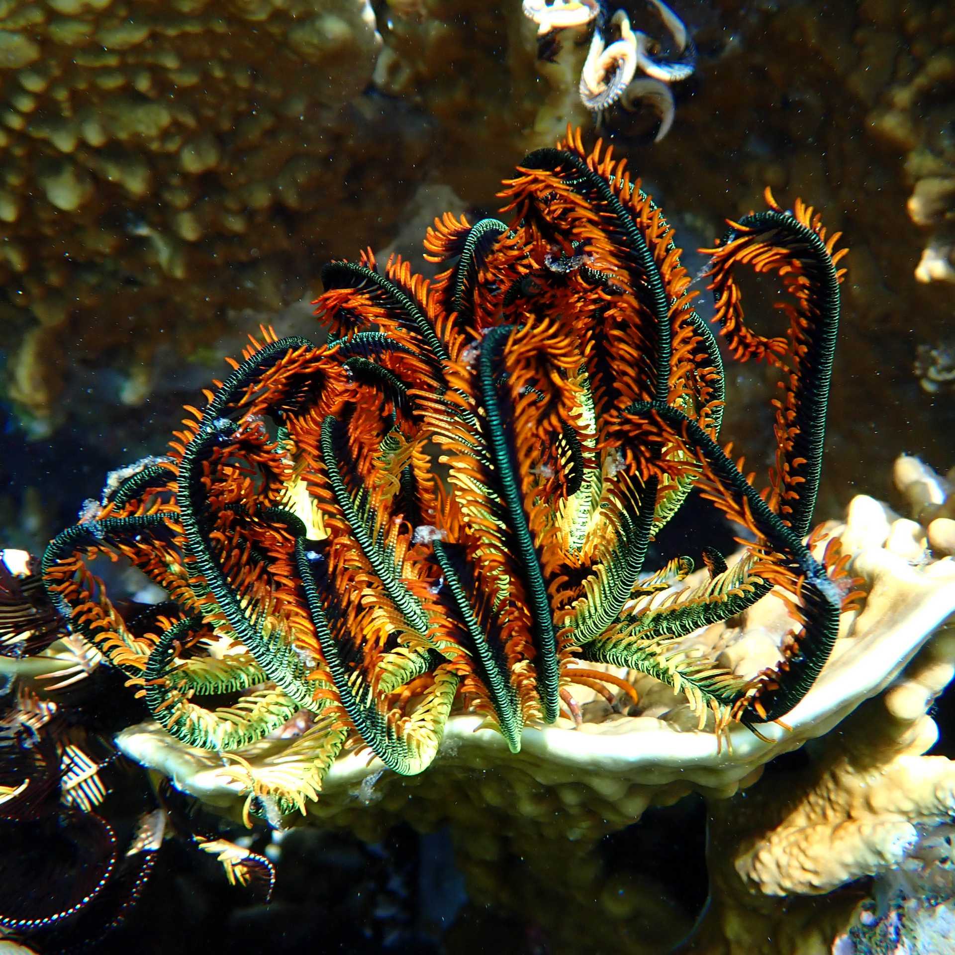 The incredible corals of Indonesia