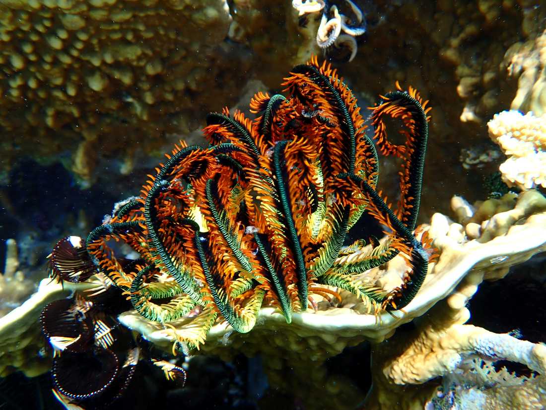 The incredible corals of Indonesia
