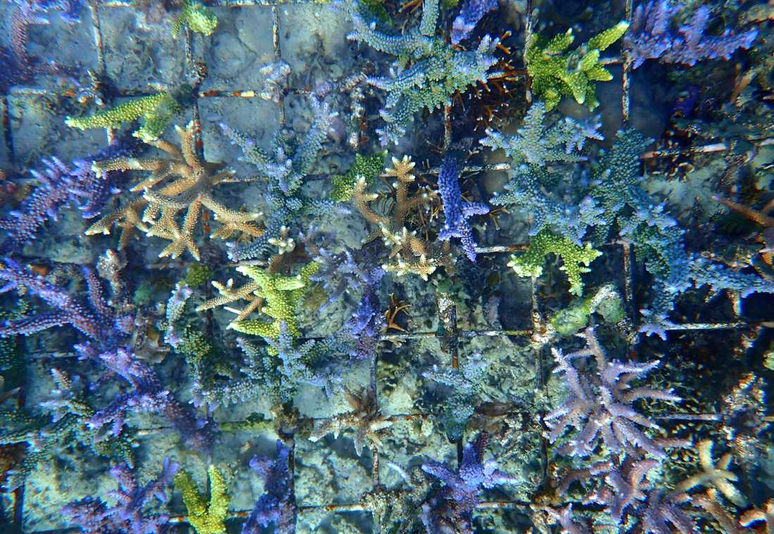 Coral restoration plays an important role in supporting reef recovery