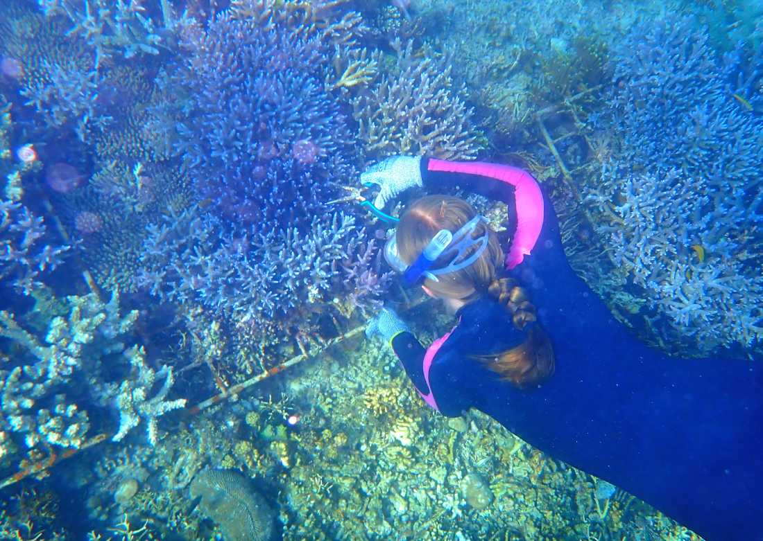 Helping damaged reef systems recover through coral restoration initiatives