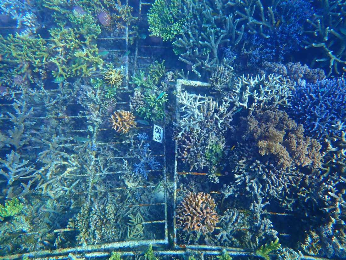 Supporting reef recovery through coral restoration programs